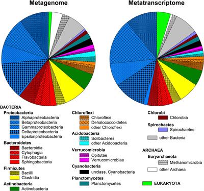 Assessing the Diversity and Metabolic Potential of Psychrotolerant Arsenic-Metabolizing Microorganisms From a Subarctic Peatland Used for Treatment of Mining-Affected Waters by Culture-Dependent and -Independent Techniques